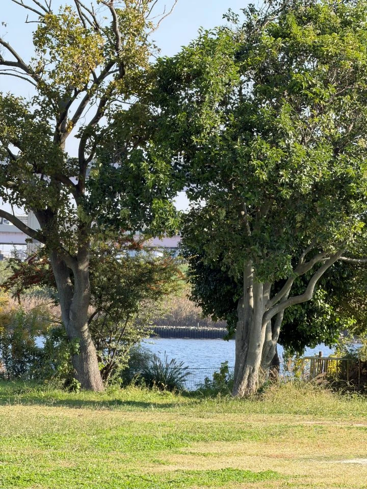 iPhone 17 Proの8倍ズーム